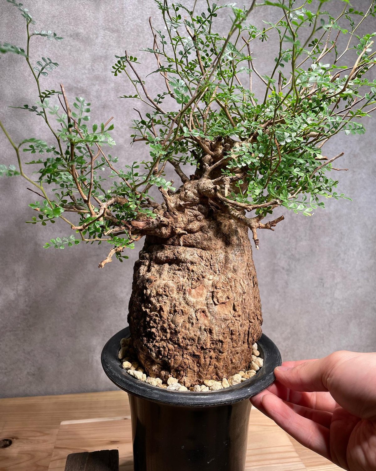 オペルクリカリア パキプス／Operculicarya pachypus 発根済 (商品番号P