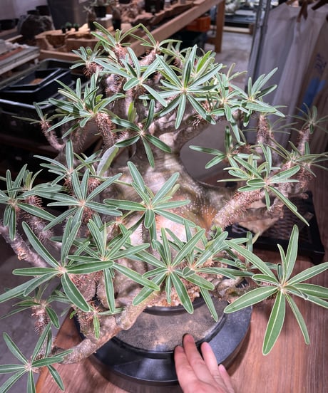 パキポディウム グラキリス　Pachypodium gracilius 　発根済　(gk-496）