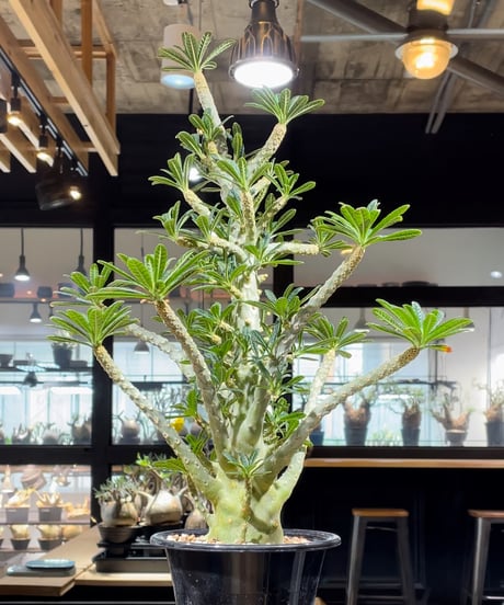 CATEGORY ドルステニア | RISE-CAUDEX ONLINE STORE