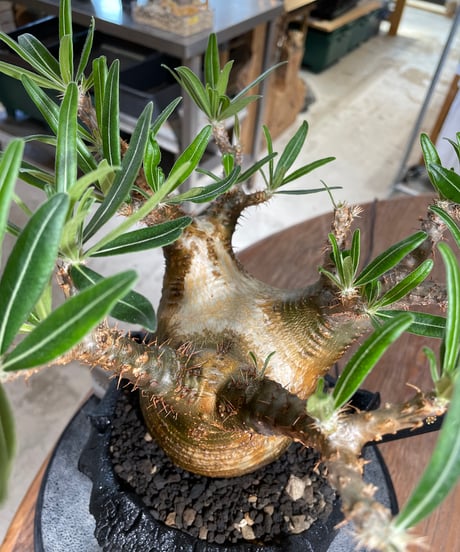 パキポディウム グラキリス　Pachypodium gracilius 　発根済　(gk-546)（鉢：RAVOR　M）