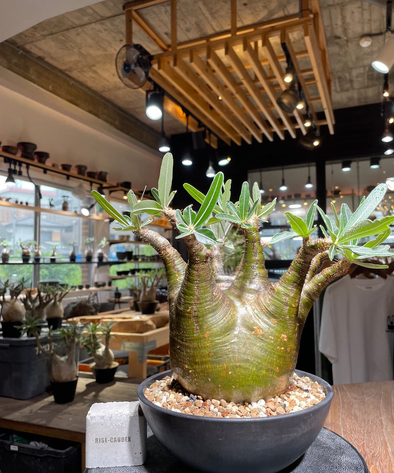 パキポディウムグラキリス　発根済　neighborhood SRL パキポディウム グラキリス Pachypodium gracilius 発根済 (gk-53