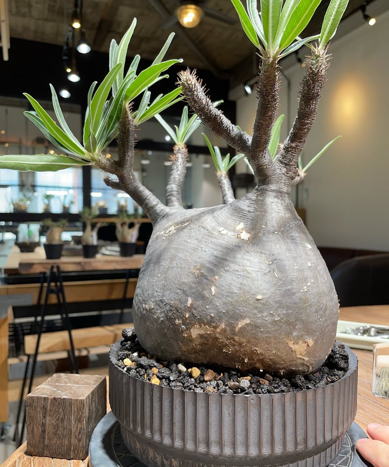 パキポディウム グラキリス Pachypodium gracilius ④ パキポディウム グラキリス Pachypodium gracilius 発根済 (gk-41