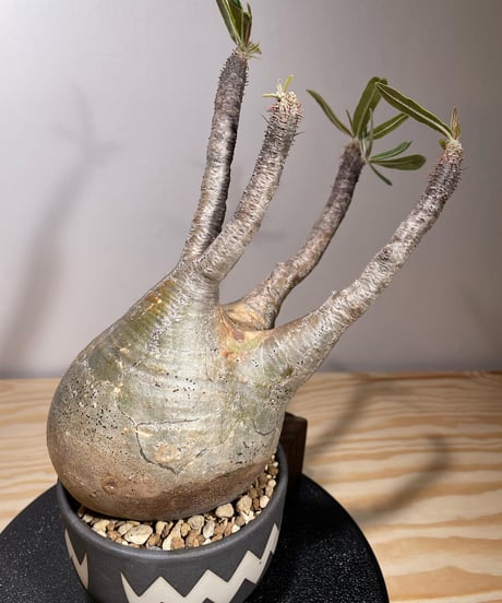 パキポディウム グラキリス　Pachypodium gracilius 　発根済　(商品番号gk-125valiem)VALIEM  (VALIEMタグ付き)