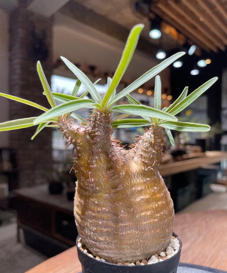 パキポディウム グラキリス　Pachypodium gracilius 　発根済　(gk-460)