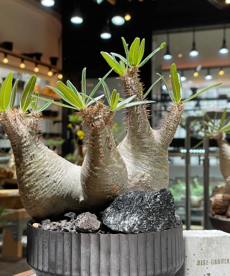 パキポディウム グラキリス　多頭　Pachypodium gracilius 　発根済　(gk-457 valiem）VALIEM　VOID　M