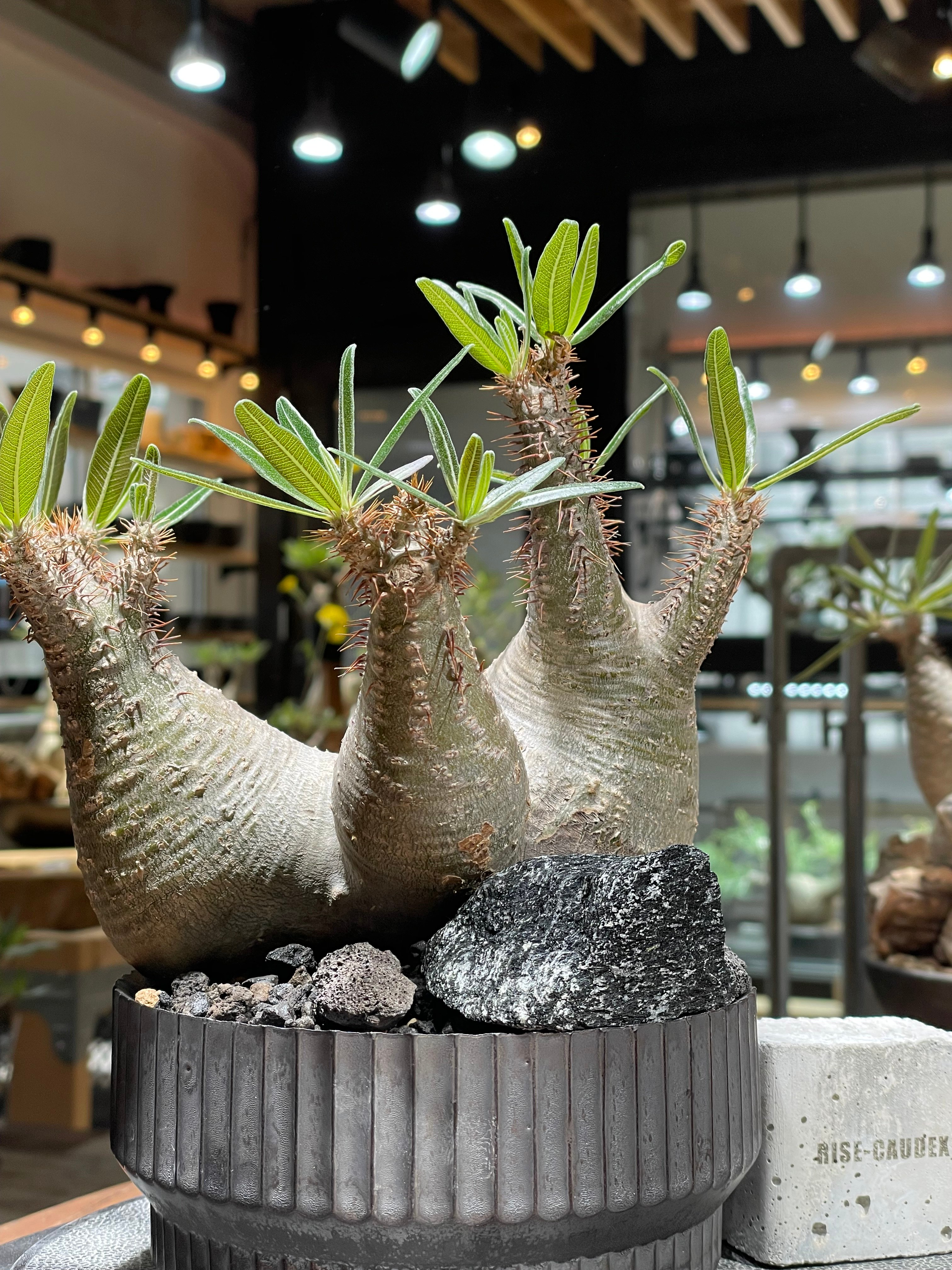 田中元将平鉢付Pachypodium2頭双頭パキポディウムグラキリス現地球発根済 パキポディウム グラキリス 多頭 Pachypodium gracilius 発根済 (gk