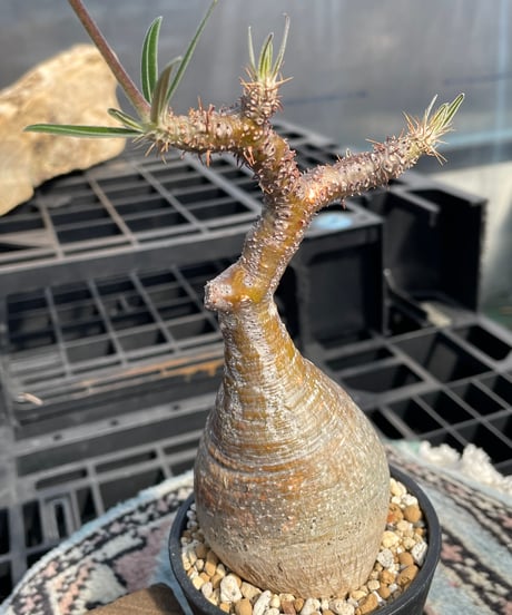 パキポディウム グラキリス　Pachypodium gracilius 　発根済　(gk-419)