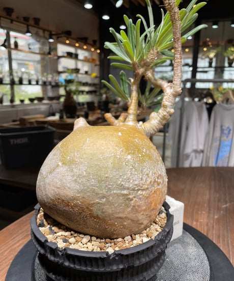 パキポディウム グラキリス　Pachypodium gracilius 　発根済　(gk-444）dip鉢