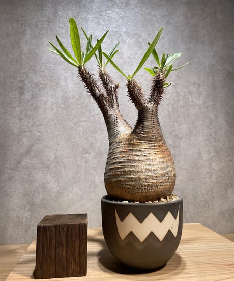 パキポディウム グラキリス　Pachypodium gracilius 　発根済　(商品番号gk-72valiem)  VALIEM 　(VALIEMタグ付き)