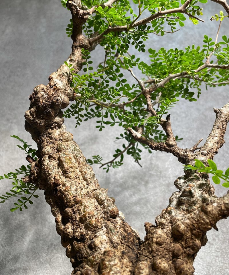 オペルクリカリア パキプス／Operculicarya pachypus 発根済 (塊根幅7