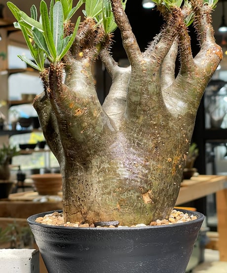 パキポディウム グラキリス　Pachypodium gracilius 　発根済　(gk-543)