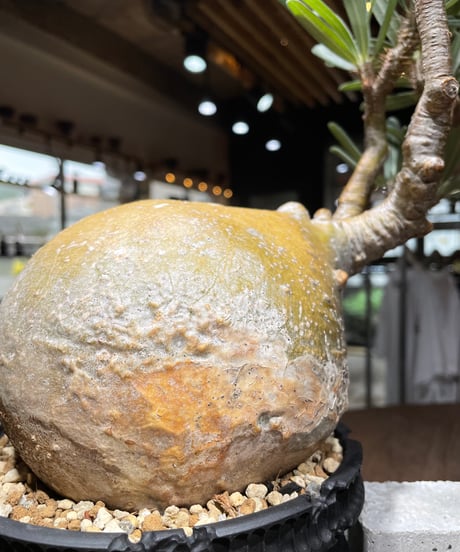 パキポディウム グラキリス　Pachypodium gracilius 　発根済　(gk-444）dip鉢