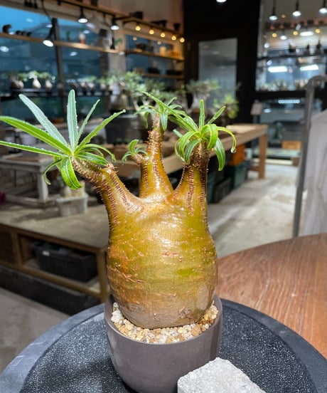 パキポディウム グラキリス　Pachypodium gracilius 　発根済　(gk-512valiem）