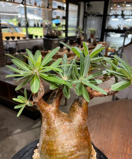 パキポディウム グラキリス　Pachypodium gracilius 　発根済　(gk-388)