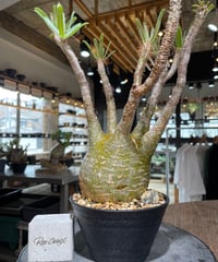 パキポディウム グラキリス　Pachypodium gracilius 　発根済　(gk-552)