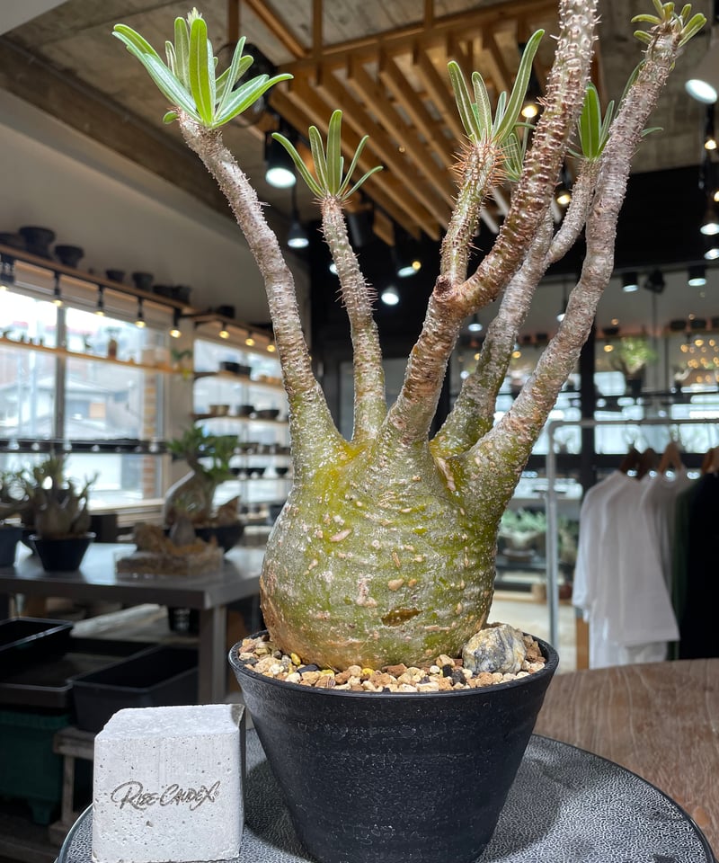パキポディウム グラキリス Pachypodium gracilius 発根済 (gk-55