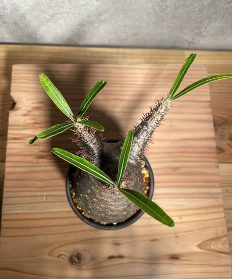 パキポディウム グラキリス　Pachypodium gracilius 　発根済　(商品番号gk-30valiem)  VALIEM 　BOWL　sizeS　(VALIEM巾着、タグ付き)