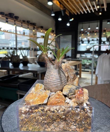 パキポディウム グラキリス　Pachypodium gracilius 　発根済　(gk-554)