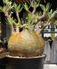 パキポディウム グラキリス Pachypodium gracilius 発根済 (gk-41