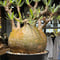 パキポディウム グラキリス Pachypodium gracilius 発根済 (gk-448)