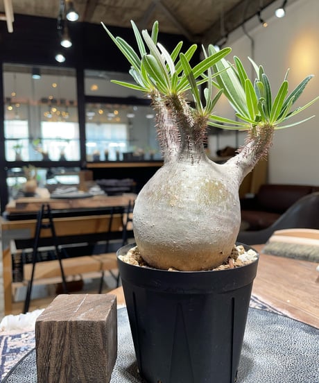 パキポディウム グラキリス　Pachypodium gracilius 　発根済　(gk-398)