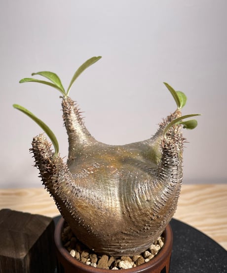 パキポディウム グラキリス　Pachypodium gracilius 　発根済　(商品番号gk-132valiem)VALIEM  (VALIEMタグ、巾着袋付き)