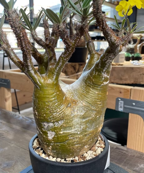 パキポディウム グラキリス　Pachypodium gracilius 　発根済　(gk-426)
