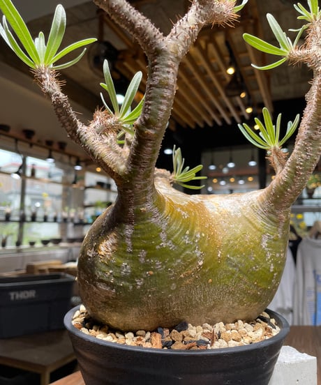 パキポディウム グラキリス　Pachypodium gracilius 　発根済　(gk-448）