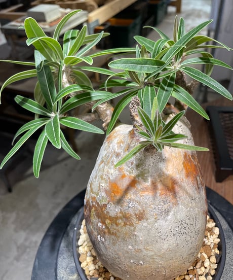 パキポディウム グラキリス　Pachypodium gracilius 　発根済　(gk-497）