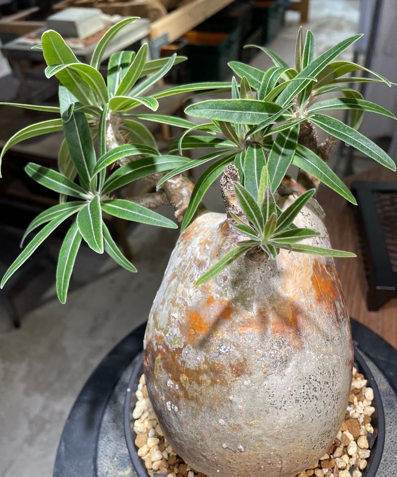 パキポディウム グラキリス Pachypodium gracilius 発根済 (gk-49