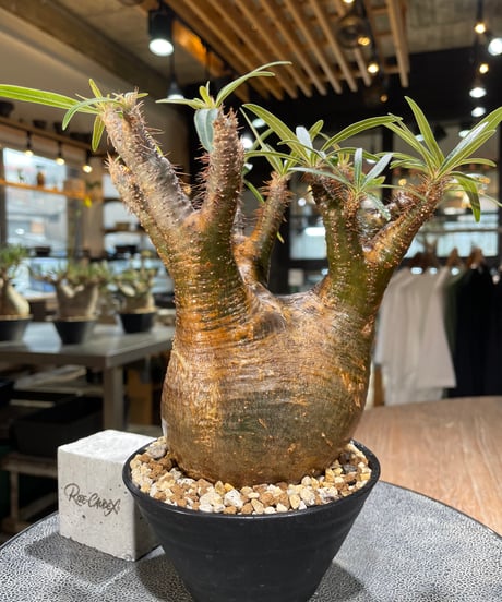 パキポディウム グラキリス　Pachypodium gracilius 　発根済　(gk-566)