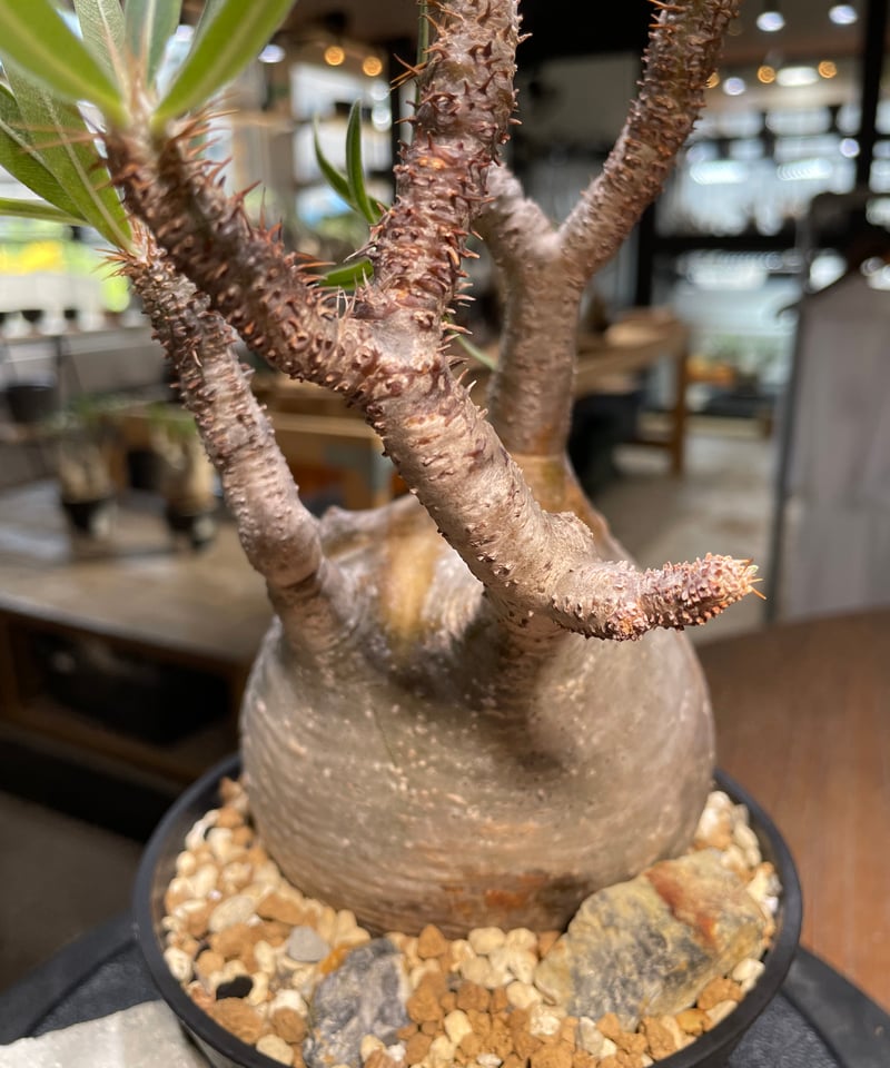 パキポディウム グラキリス Pachypodium gracilius 発根済 (gk-48