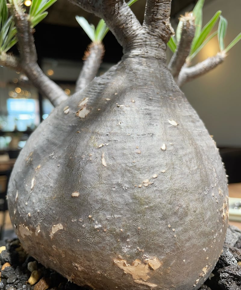 パキポディウム グラキリス Pachypodium gracilius 発根済 (gk-41