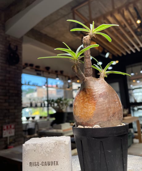 パキポディウム グラキリス　Pachypodium gracilius 　発根済　(gk-501）