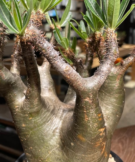 パキポディウム グラキリス　Pachypodium gracilius 　発根済　(gk-543)