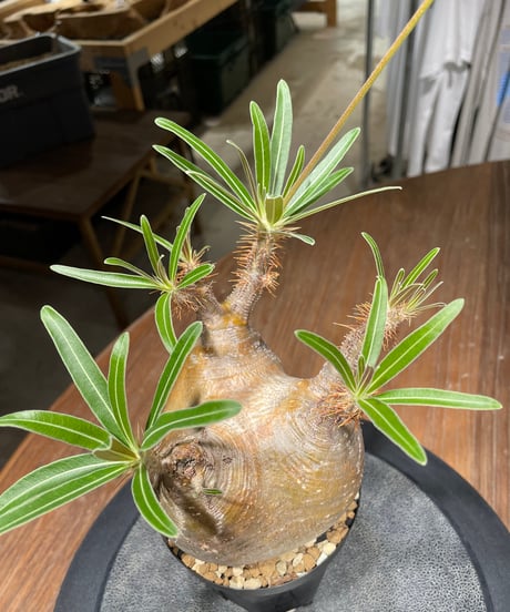 パキポディウム グラキリス　Pachypodium gracilius 　発根済　(gk-439）