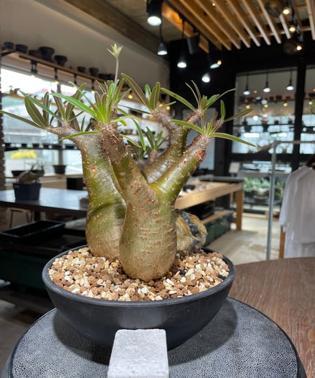 パキポディウム グラキリス　2頭　Pachypodium gracilius 　発根済　(gk-550)