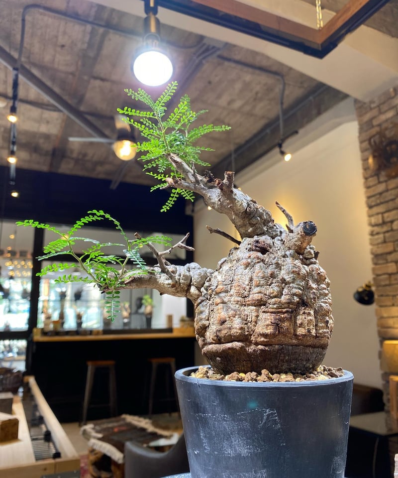 オペルクリカリア パキプス／Operculicarya pachypus 発根済 (商品番号P