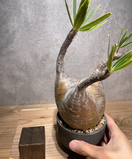 パキポディウム グラキリス　Pachypodium gracilius 　発根済　(商品番号gk-69valiem)  VALIEM 　(VALIEMタグ付き)