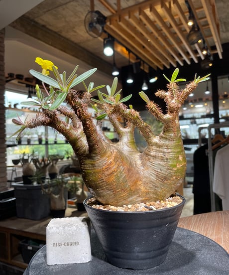 パキポディウム グラキリス　Pachypodium gracilius 　発根済　(gk-533)