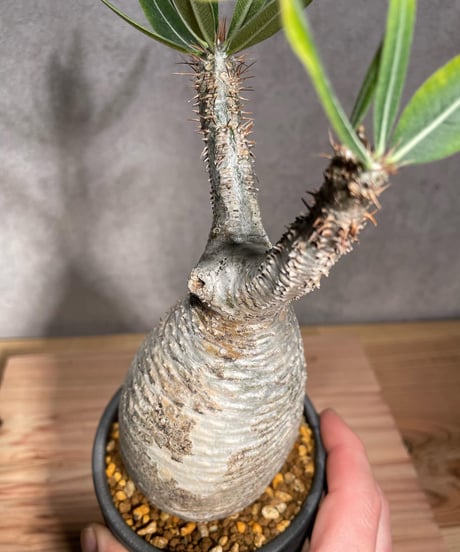 パキポディウム グラキリス　Pachypodium gracilius 　発根済　(商品番号gk-28valiem)  VALIEM 　BLOCK　sizeM　(VALIEM巾着、タグ付き)