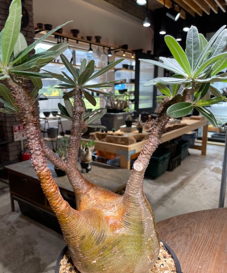 パキポディウム グラキリス　Pachypodium gracilius 　発根済　(gk-485)