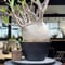 パキポディウム グラキリス　Pachypodium gracilius 　発根済　(gk-294)