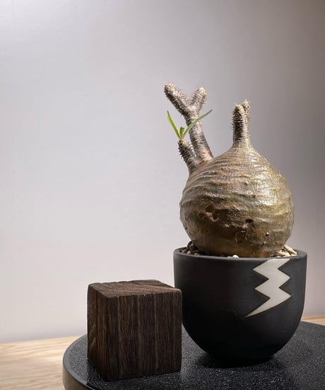 パキポディウム グラキリス　Pachypodium gracilius 　発根済　(商品番号gk-127valiem)VALIEM  (VALIEMタグ付き)