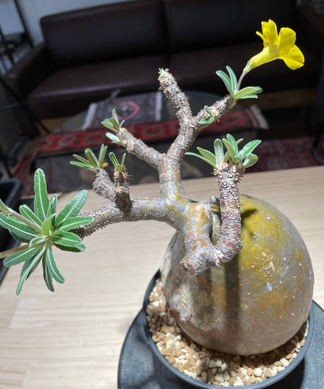 パキポディウム グラキリス　Pachypodium gracilius 　発根済　(gk-225)