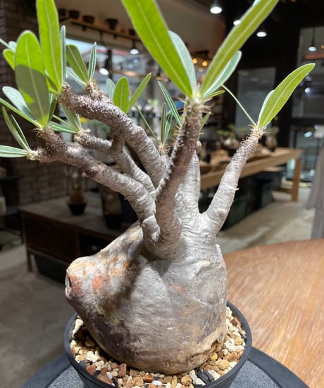 パキポディウム グラキリス　Pachypodium gracilius 　発根済　(gk-454）