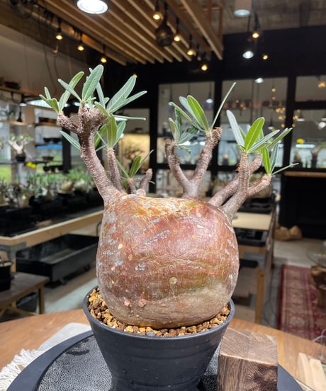 パキポディウム グラキリス　Pachypodium gracilius 　発根済　(gk-247)