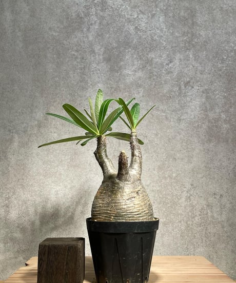 パキポディウム グラキリス　Pachypodium gracilius 　発根済　(商品番号gk-42)