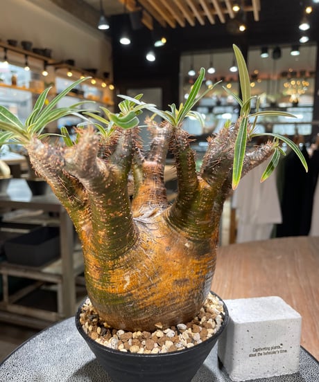 パキポディウム グラキリス　Pachypodium gracilius 　発根済　(gk-566)
