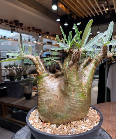 パキポディウム グラキリス　Pachypodium gracilius 　発根済　(gk-535)